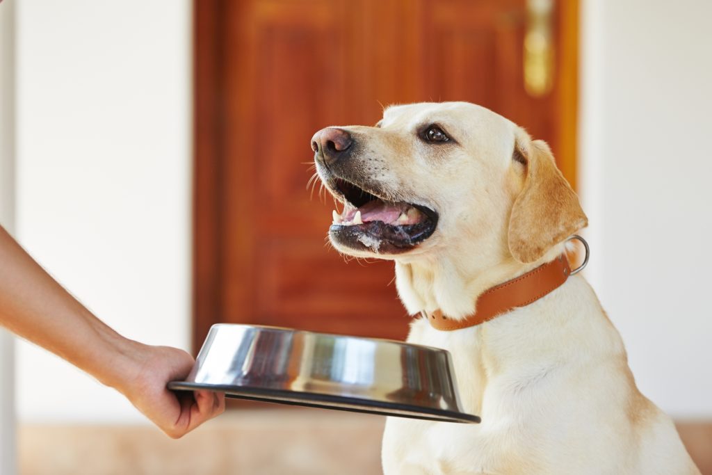 La comida de tu mascota tiene glifosato, así lo revela una nueva investigación