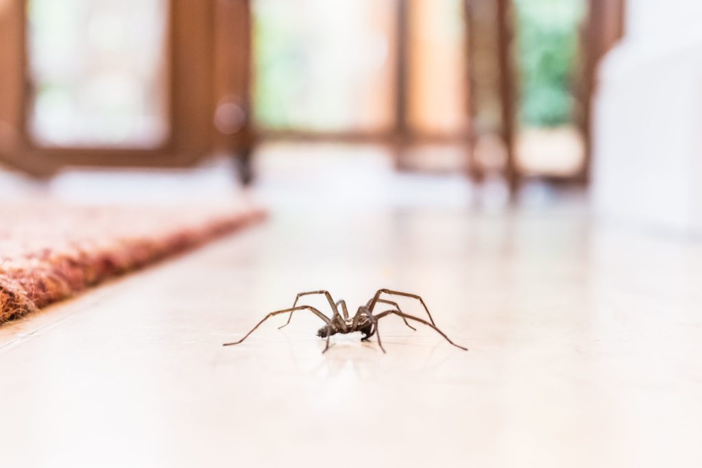 ¡Atención! Por el frío aumentan las arañas al interior de las casas