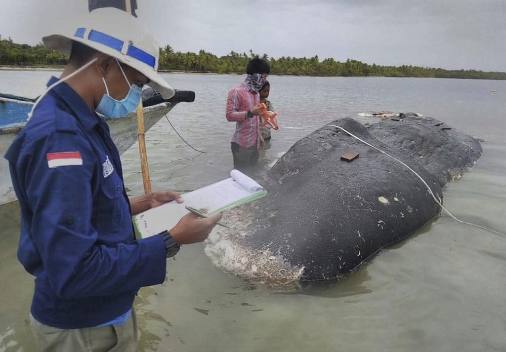 Encuentran ballena muerta con más de mil pedazos de plástico en el estómago