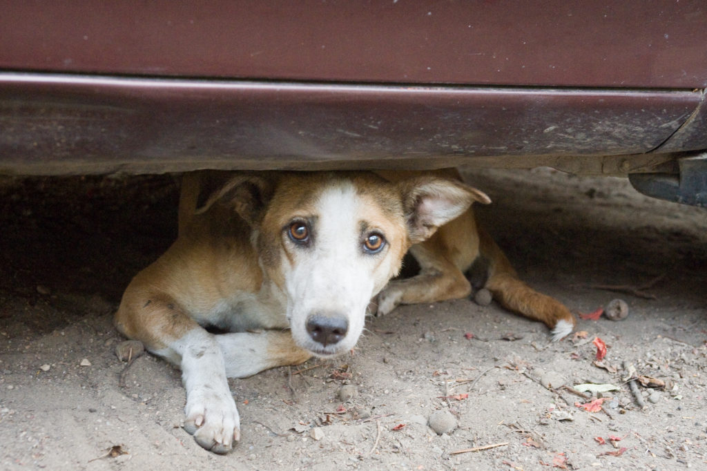 Aprueban ordenanza municipal para matar perros callejeros