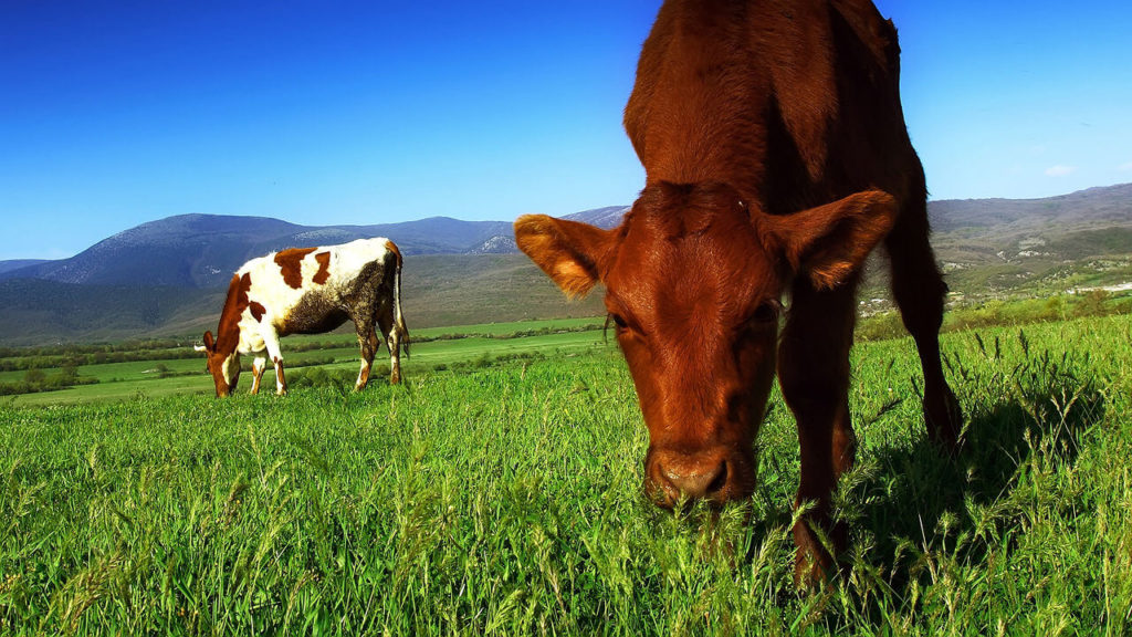 Consumir carne contamina al medio ambiente más de lo que te imaginas