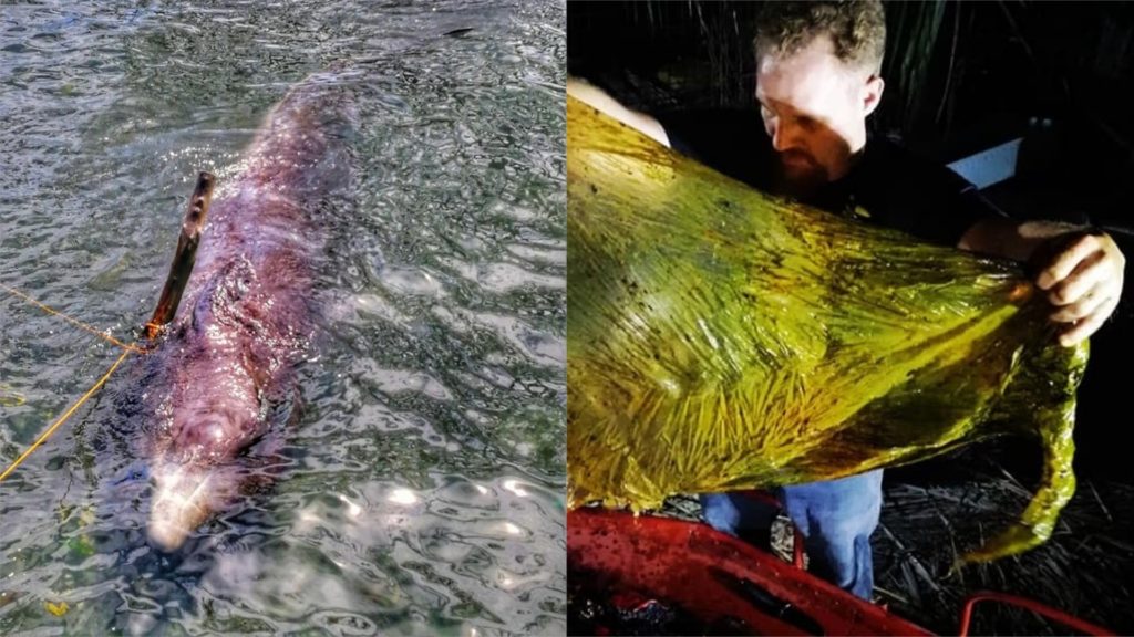 Encuentran en Filipinas ballena muerta con 40 kilos de plástico en el estómago