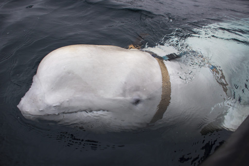 Sospechan que ballena beluga con arnés ruso sería usada como ‘soldado’ de Rusia