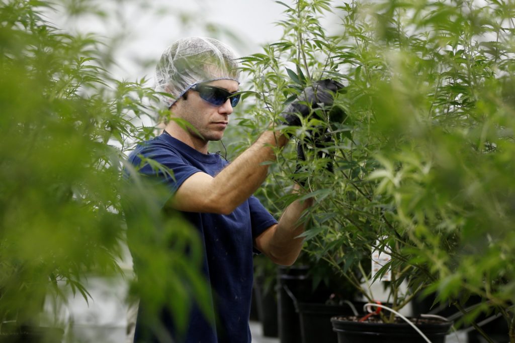 Sigue creciendo el gigante de la marihuana, compra a su rival por tres mil 400 MDD
