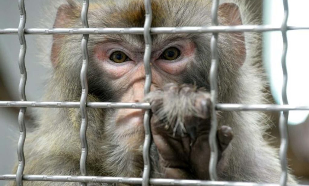 Como en el ´El Planeta de los Simios´ chinos experimentan e implantan genes humanos en monos