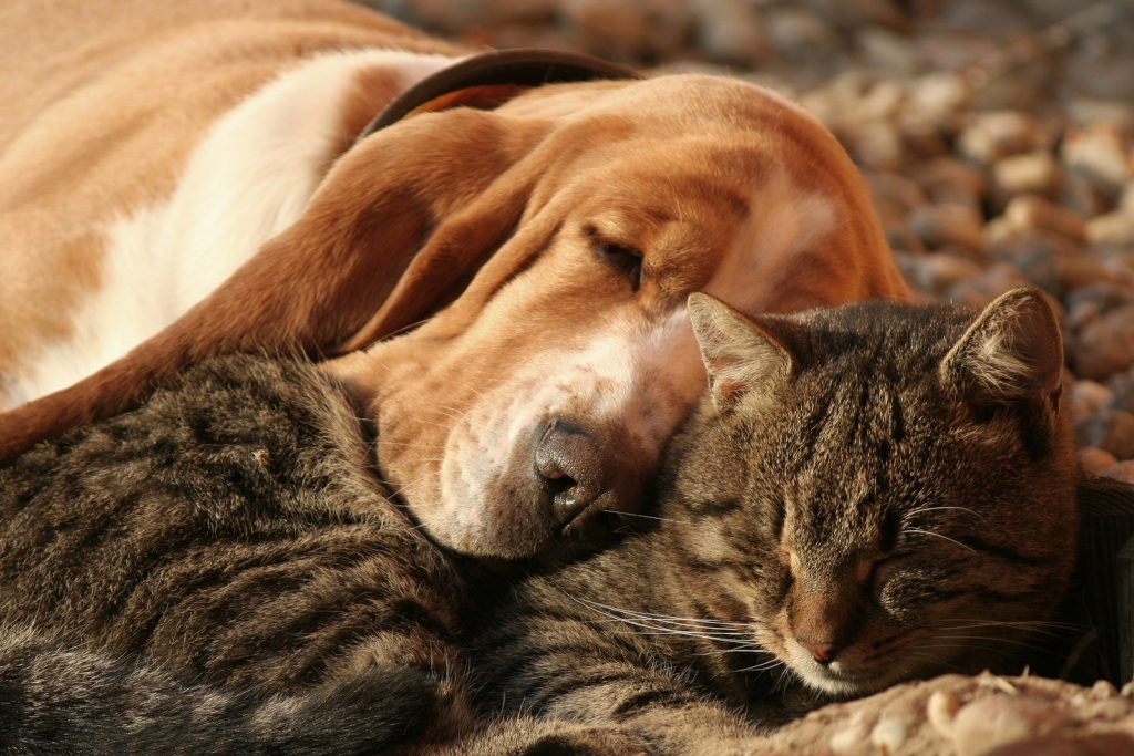 Diputada de Morena propone matar a perros y gatos callejeros «por ser una molestia»