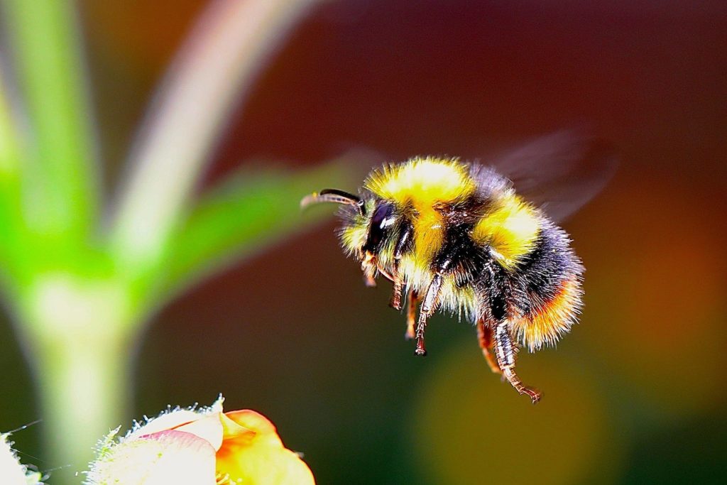 Doctor encuentra 4 abejas en el ojo de una mujer, se alimentaban de sus lágrimas