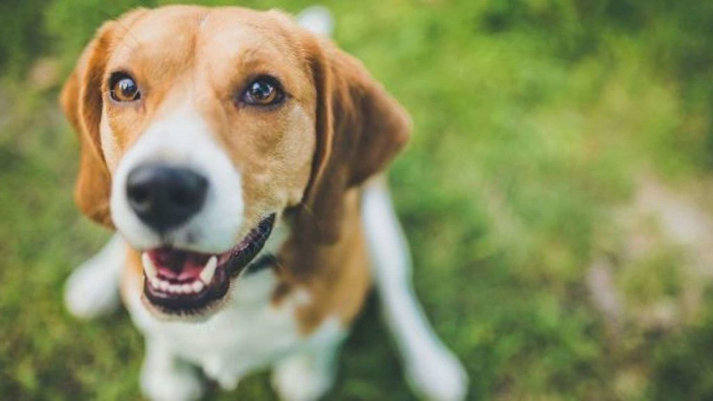 Son el mejor amigo del hombre y además ¡Pueden identificar el cáncer en la sangre!