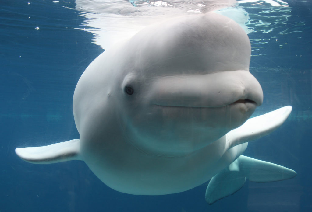 Se le cae iPhone al mar y ballena beluga lo devuelve ¡Increíble video!
