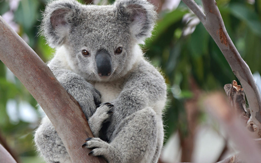 El koala está funcionalmente extinto declara ONG australiana