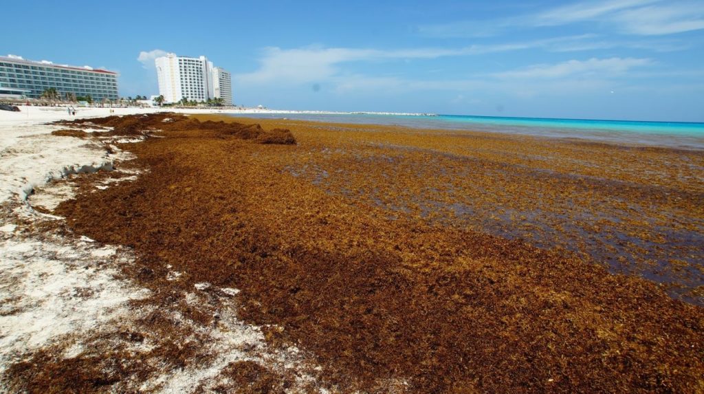 Sargazo cubrirá Cancun, Playa, Cozumel Tulum y toda la costa de Quintana Roo