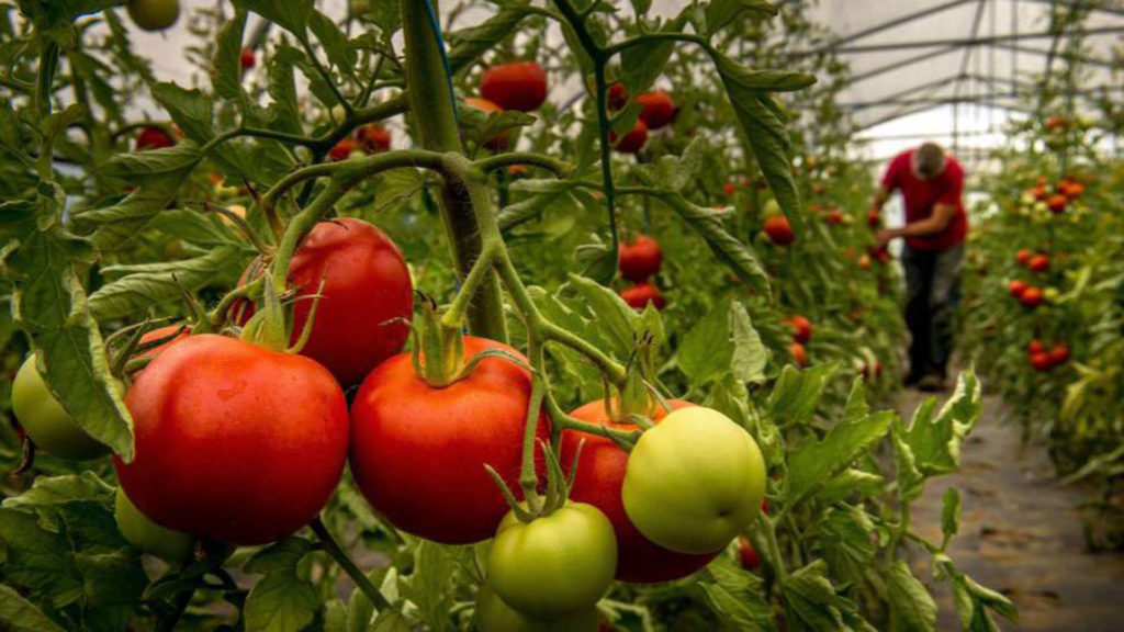 Estados Unidos castiga al tomate de mexicano, tomateros pagarán nuevo arancel