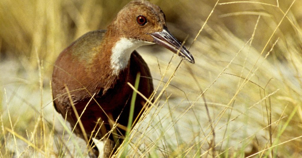 ¡Increíble! Un ave extinta hace 130 mil años vuelve a la vida