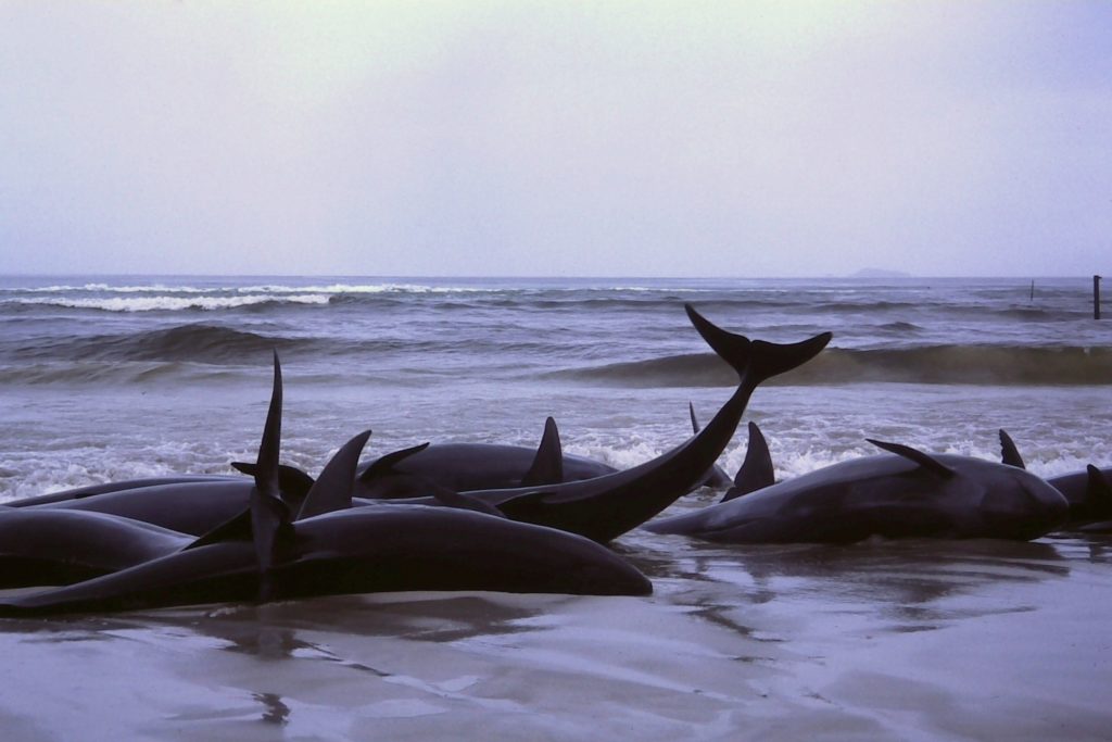 Estados Unidos investiga la muerte de casi 300 delfines en el Golfo de México