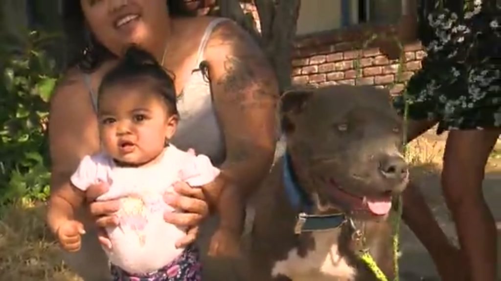 Conoce a Sasha, la pitbull que salvó a bebé de un incendio arrastrándola del pañal