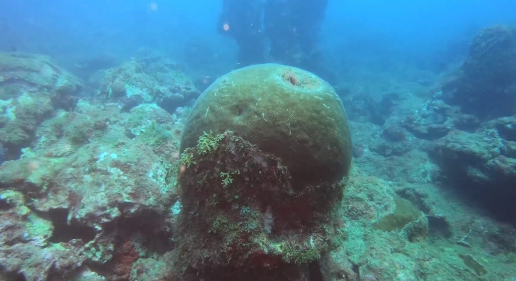 Descubren más de mil hectáreas de arrecifes en el Golfo de México