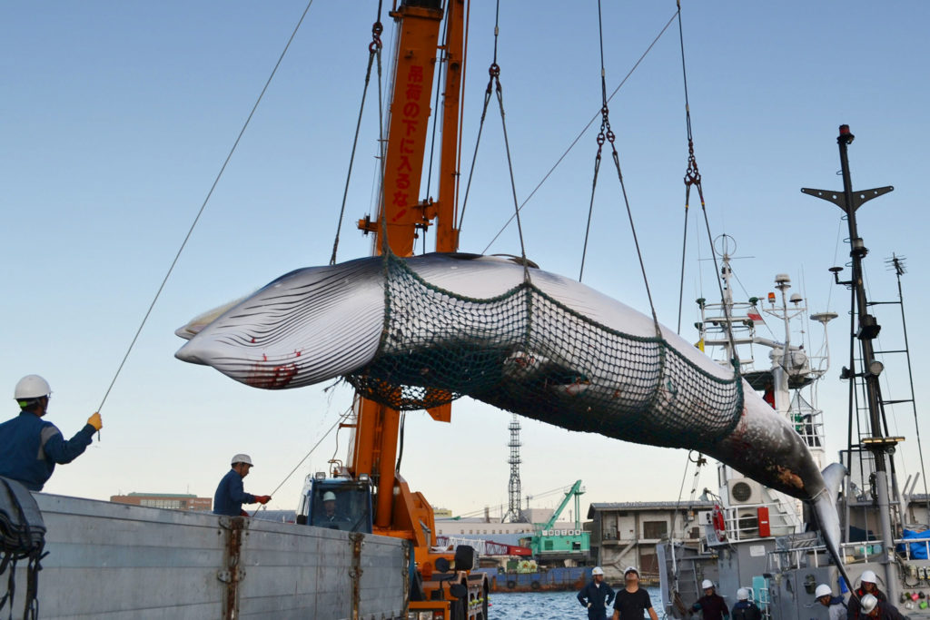Japón reinicia la caza de ballenas con fines comerciales