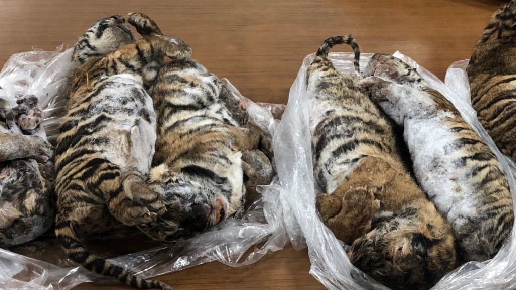 Siete cachorritos congelados de tigre son encontrados en el auto de un traficante