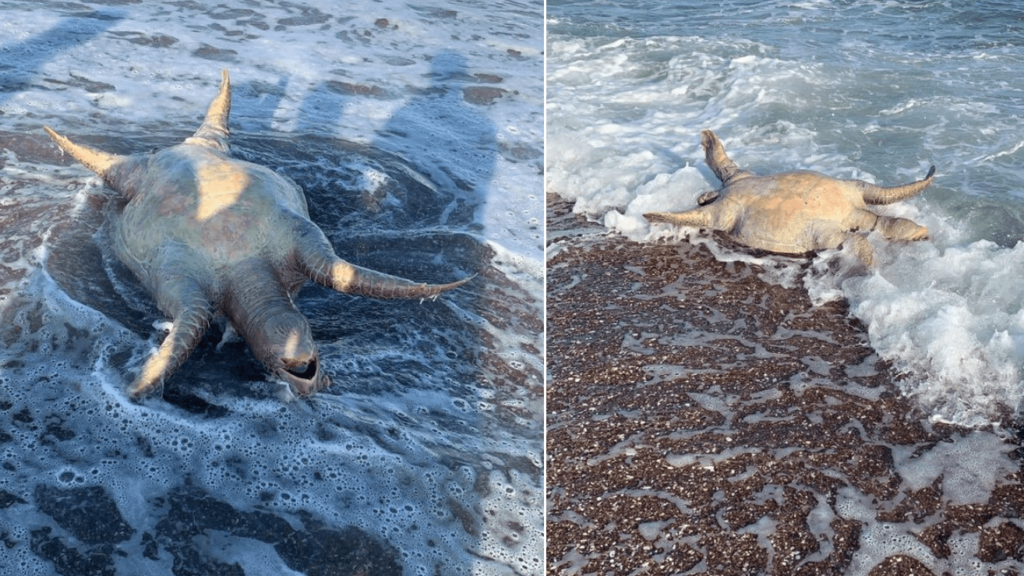 Reportan en redes sociales muertes de especies marinas en Mar de Cortés por derrame de Grupo México