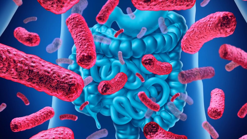 Una bacteria intestinal te protege y evitaría la obesidad revela estudio