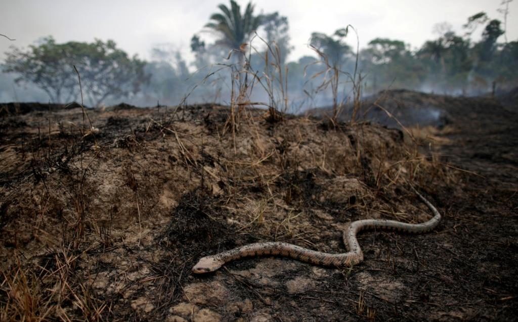 Animales y otras especies huyen del voraz fuego en la Selva del Amazonas