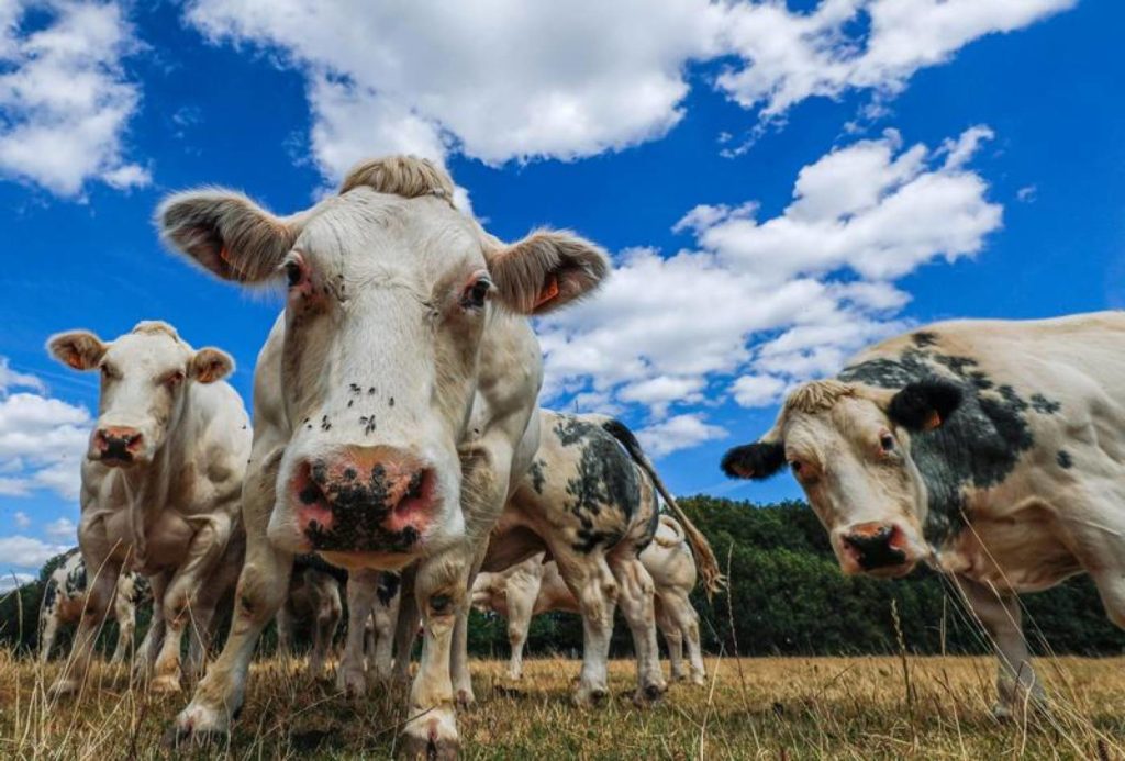 Hay que consumir menos carne para combatir el cambio climático advierte la ONU