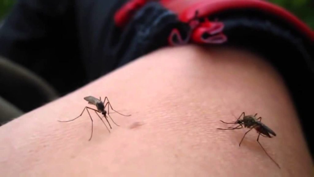 Alerta epidemiológica mundial por brote de dengue