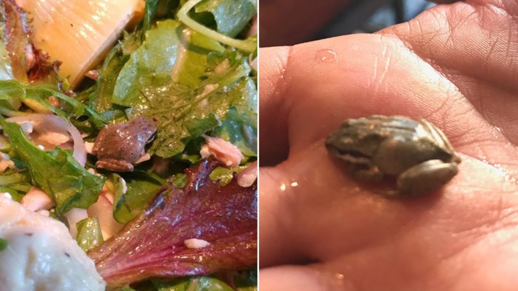 Compraron una ensalada demasiado orgánica…. encontraron una rana viva (Video)