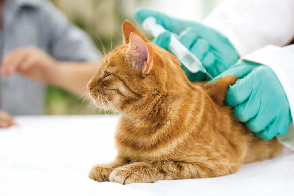 ¿Alérgico a los gatos? Desarrollan vacuna para que no provoquen alergias