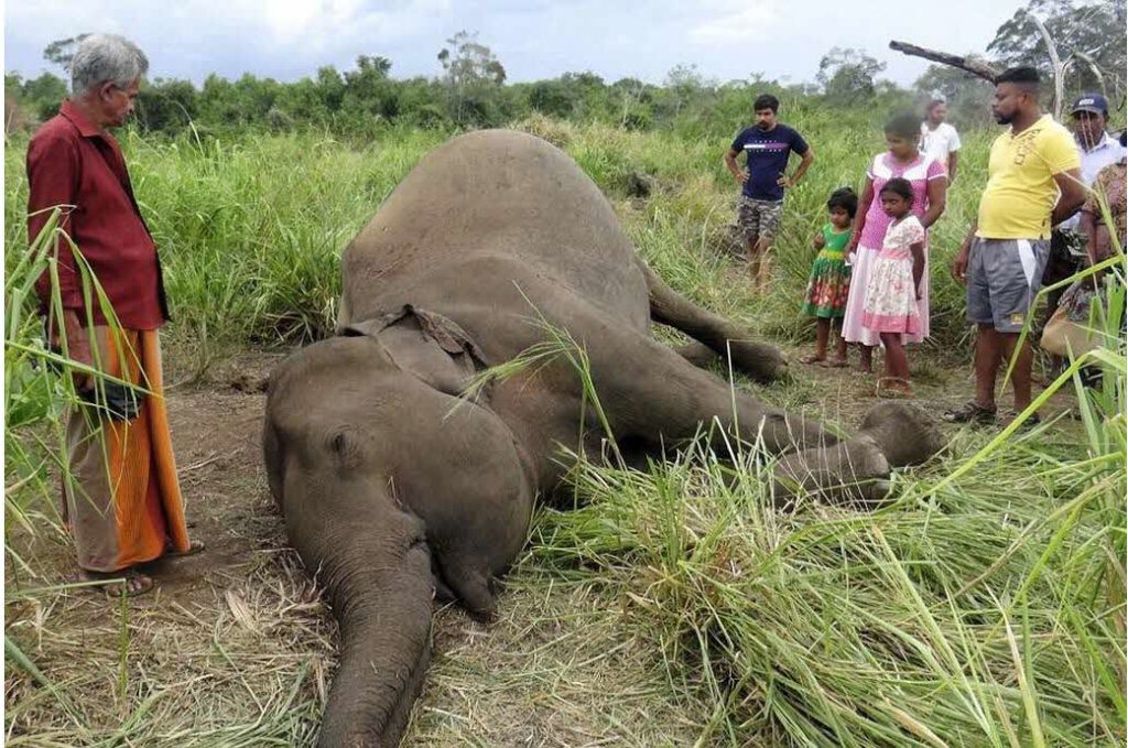 Agricultores de Sri Lanka envenenan a siete elefantes porque «dañaban» sus cultivos