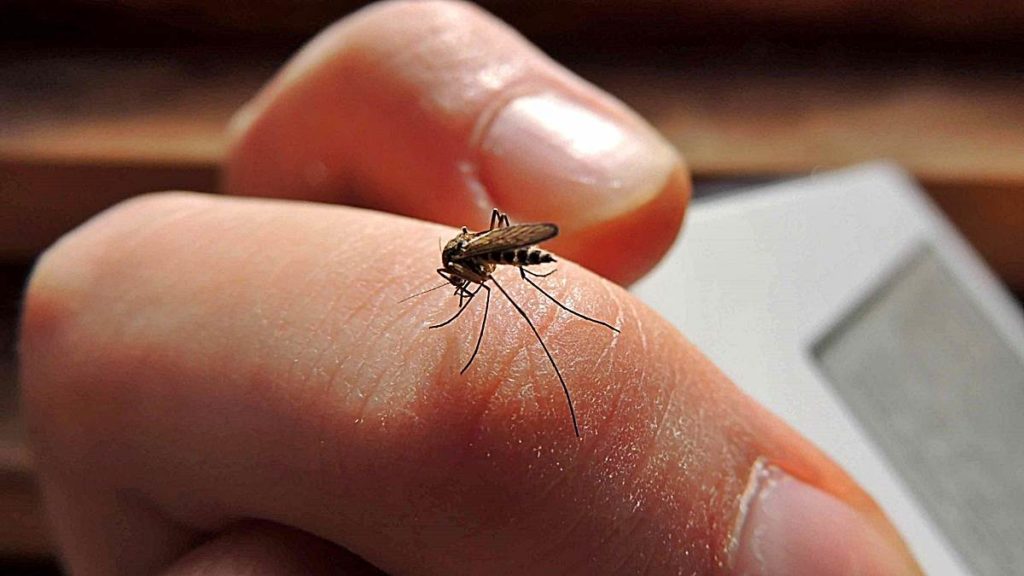 Llegó la temporada de dengue ¡Aguas con los mosquitos!