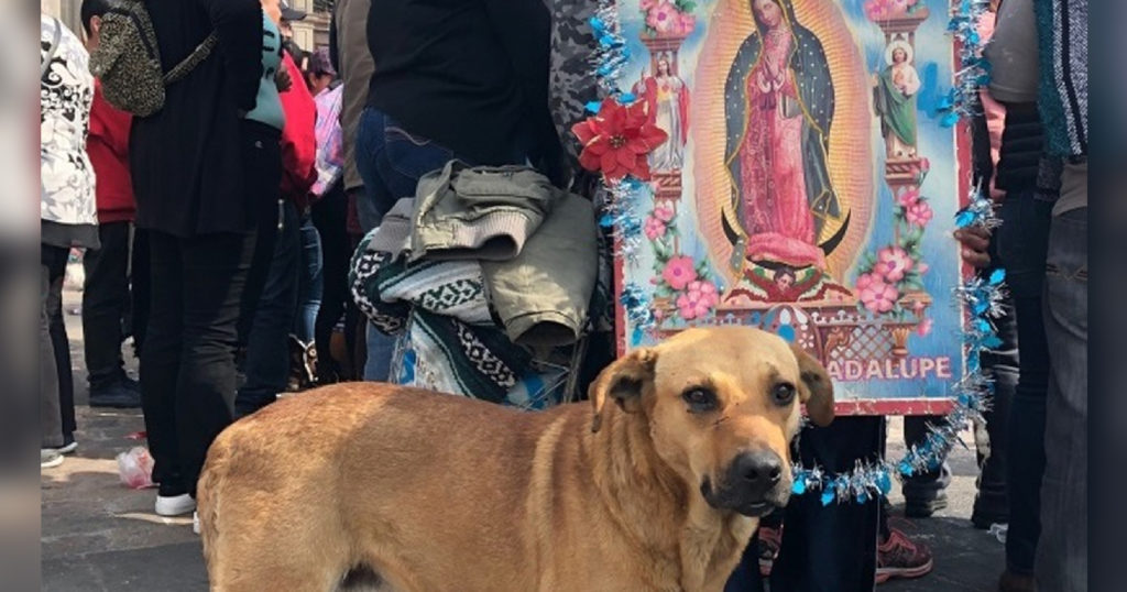 Peregrinos abandonan 29 perritos en la Basílica de Guadalupe