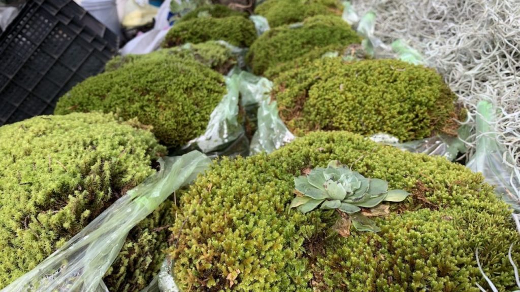 Autoridades piden no comprar musgo ni heno porque afecta a la naturaleza