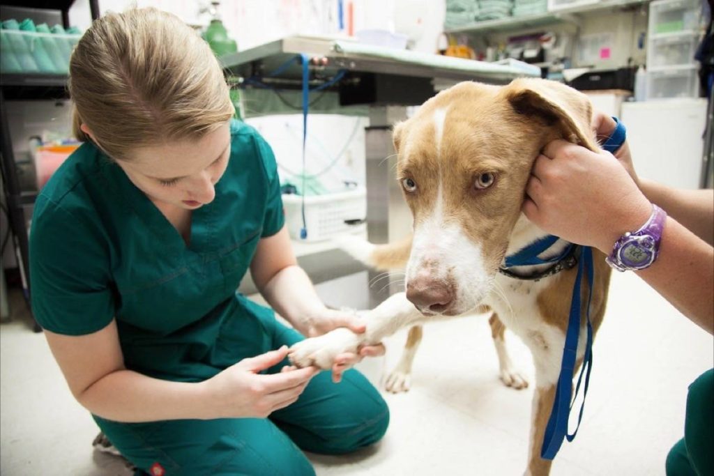 Detectan virus de influenza en perros que podría mutar y afectar gravemente a los humanos
