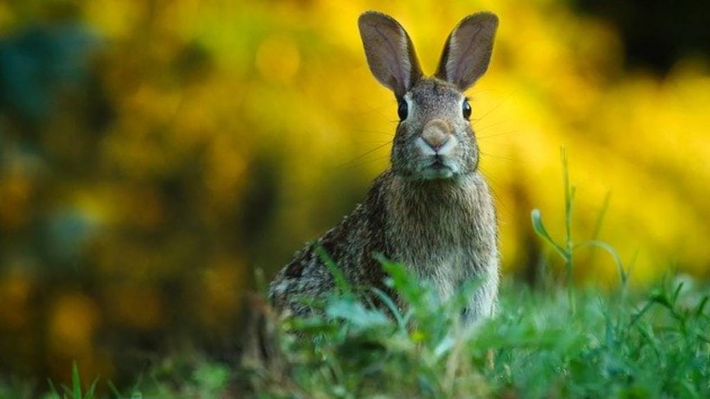 Se está acabando el conejo, lo declaran especie en peligro de extinción