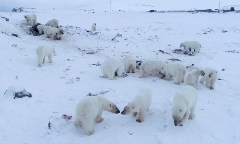 Más de 50 osos polares hambrientos y flacos invaden aldea en Rusia