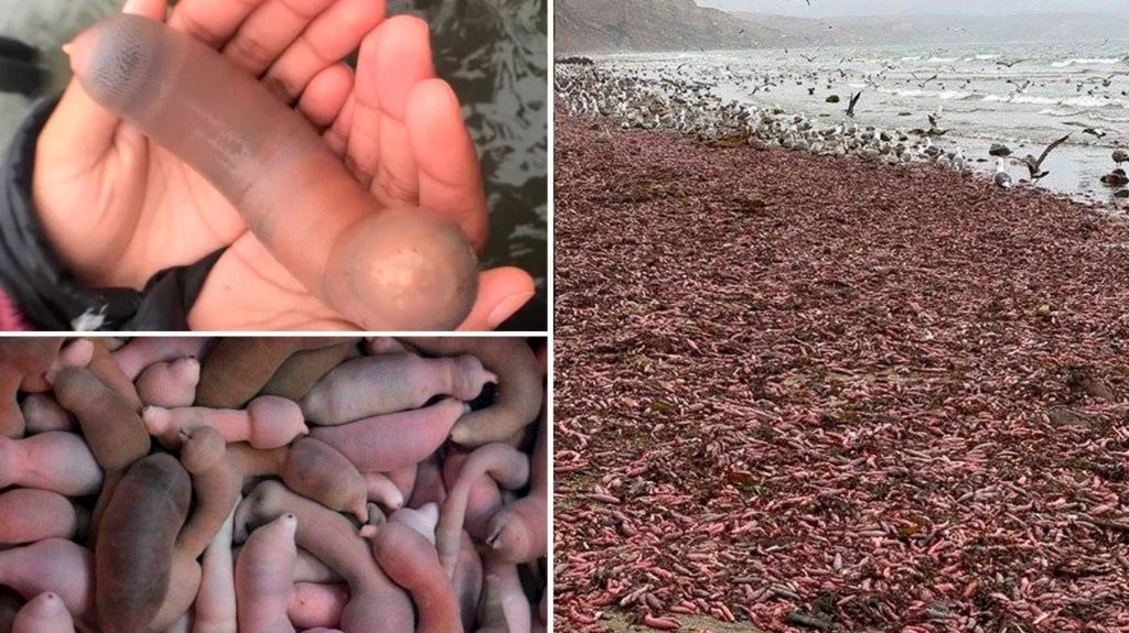 Miles de extraños gusanos en forma de falo aparecen en playas de California