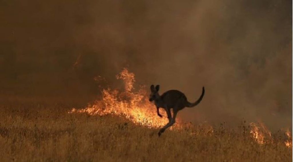 Incendios peores que en el Amazonas matan a 480 millones de animales en Australia