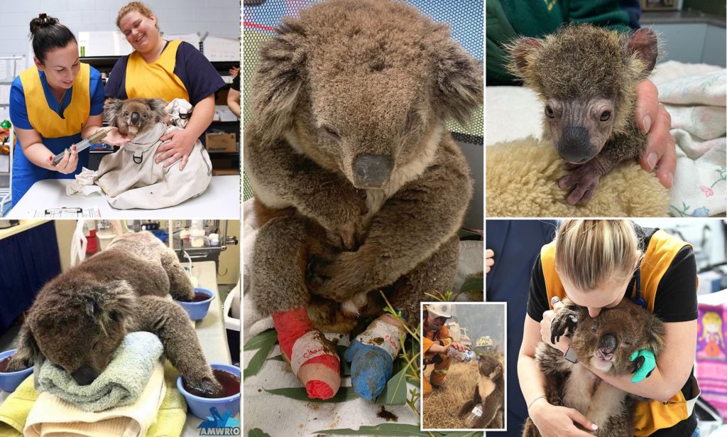 Convierten escuela primaria en refugio para koalas rescatados de incendios en Australia