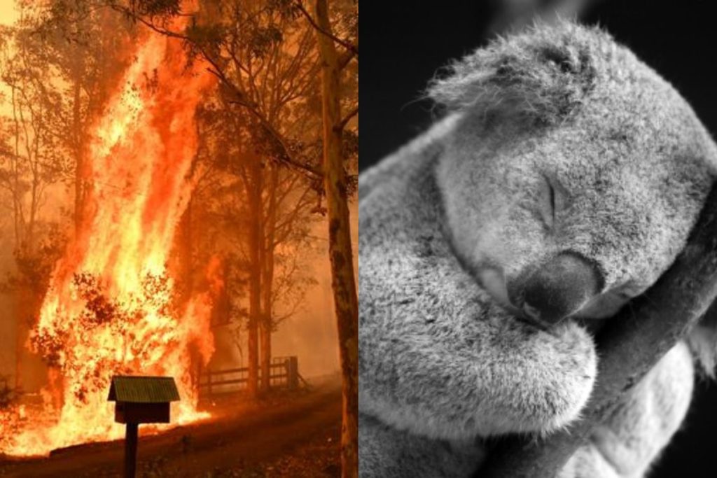 La mitad de la población de koalas en Australia han muerto por incendios