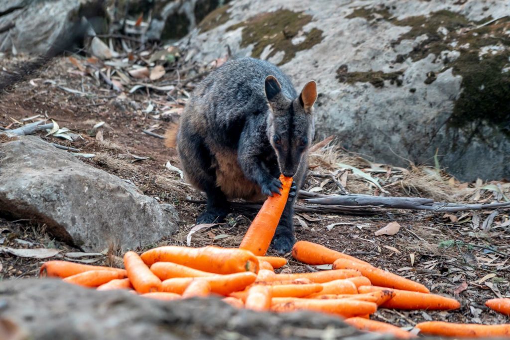 Llueven zanahorias en Australia, lanzan vegetales desde helicópteros a animales por incendios