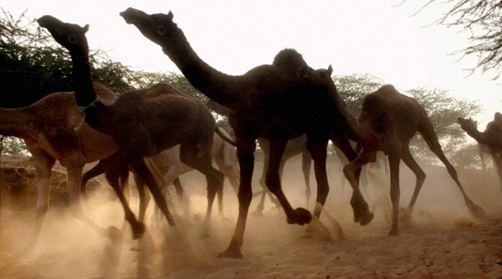 Autorizan matar 10 mil camellos salvajes en Australia por escasez de agua
