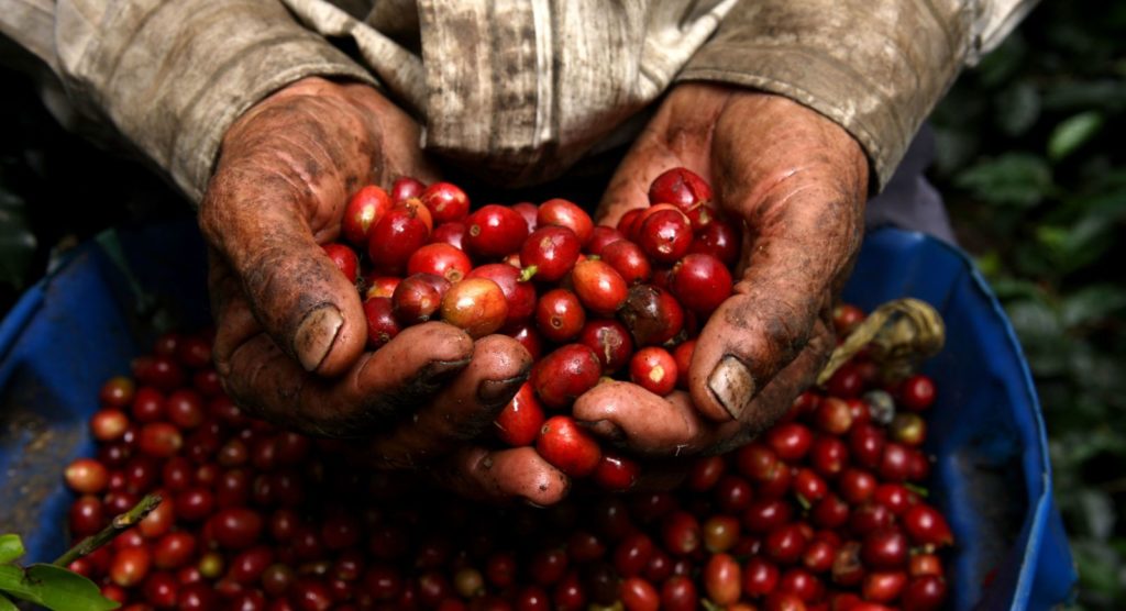 ¿Se acabará el café? Países cafetaleros entran en crisis por falta de mano de obra