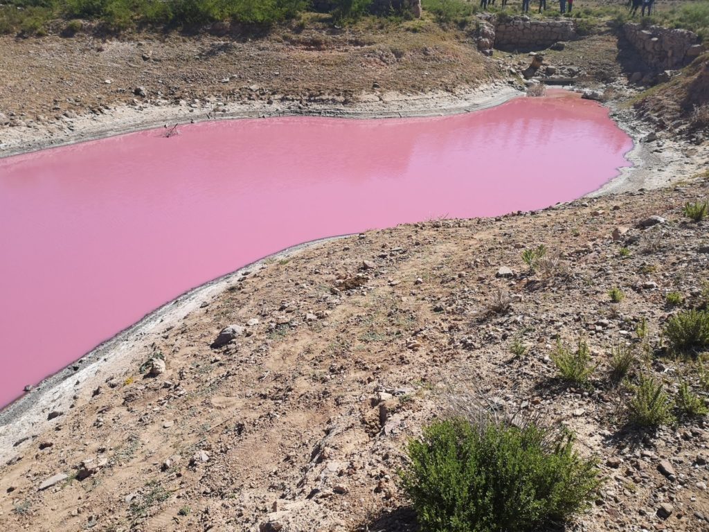 ¡Se pinta de rosa! Lago en Fresnillo aparece extrañamente teñido de rosado