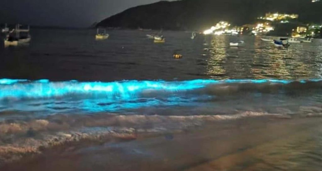 ¡Mar de neón! Hermosa bioluminiscencia en playas de Acapulco (Video)