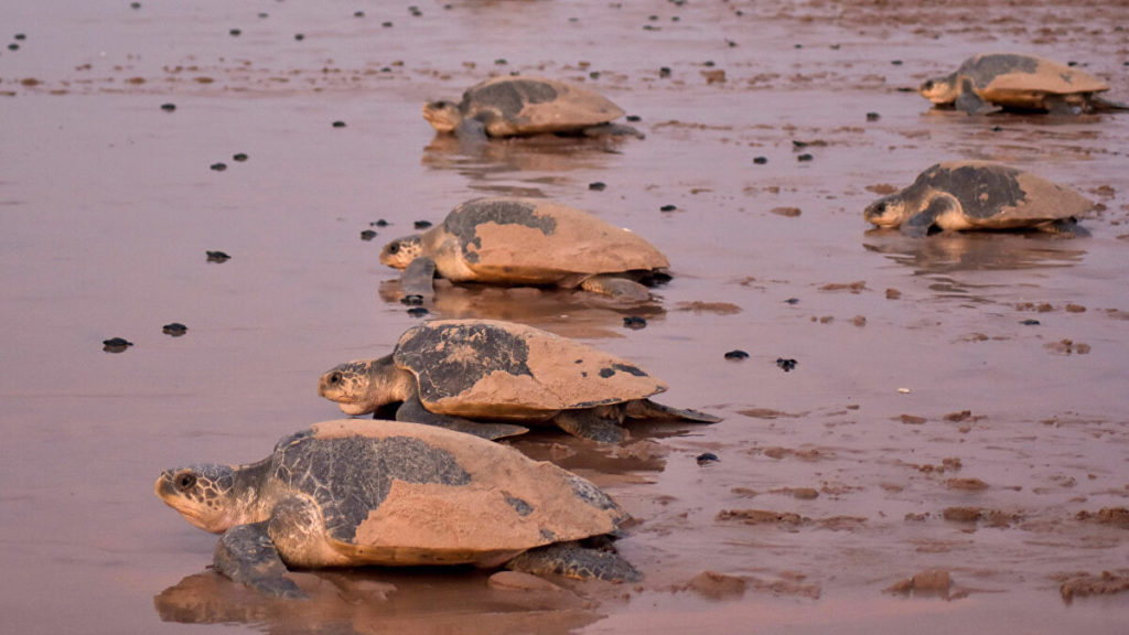 ¡Regresan para anidar en la playa! Miles de tortugas llegan a las costas libres de gente