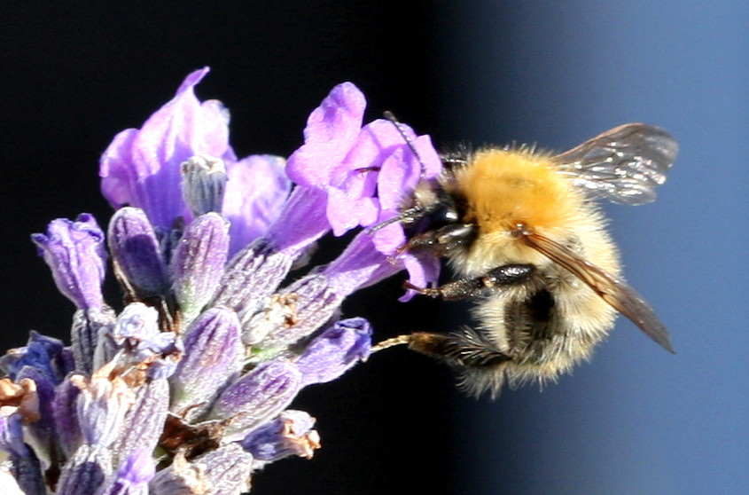 Hoy se celebra el día de los seres vivos más importantes del Planeta: Día mundial de las abejas