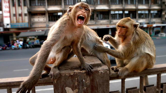 Monos atacan a laboratorista y roban muestras de sangre positiva a Covid-19 (Video)