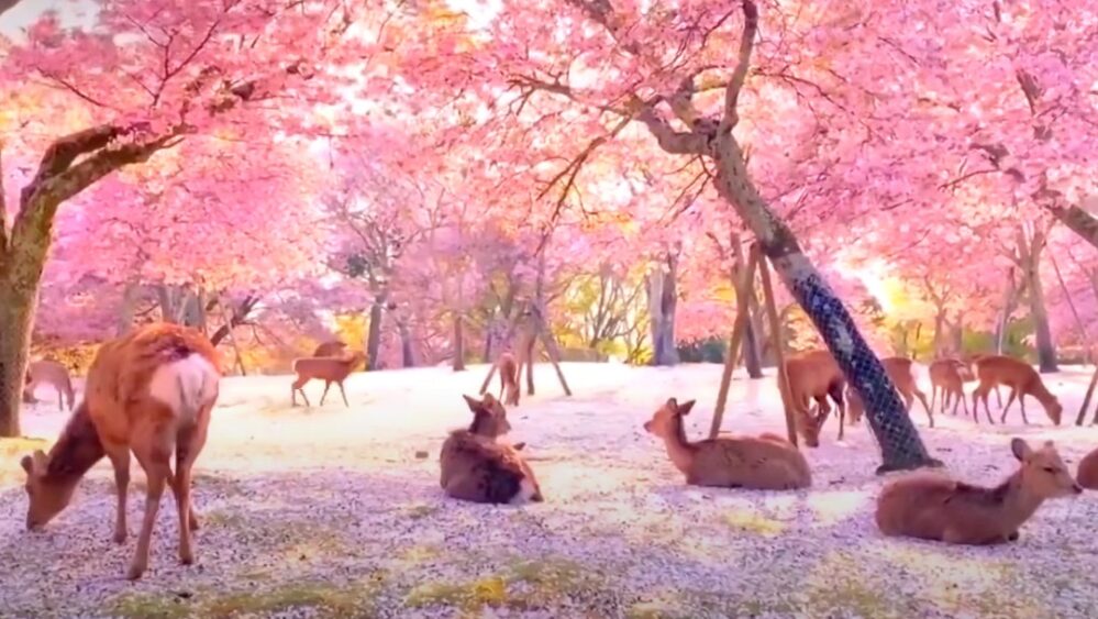 ¡Tienes que verlo! Lindos ciervos descansan bajo los cerezos en Japón (Video)