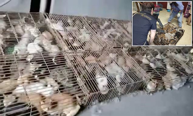Rescatan 700 gatos robados a sus dueños, estaban listos para ser servidos como ‘comida’